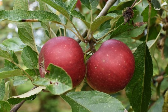 Deep red apples on the tree of the old cultivar Ingrid Marie.