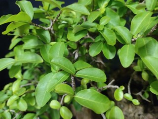Bonsai vai muito além da decoração, é uma terapia.