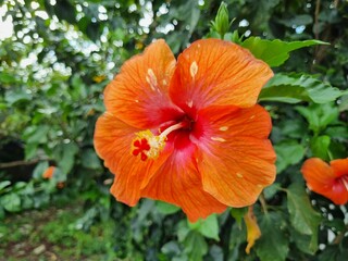 orange hibiscus flower