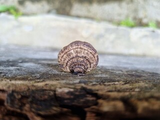 Ganoderma fungus grows on rotting wood