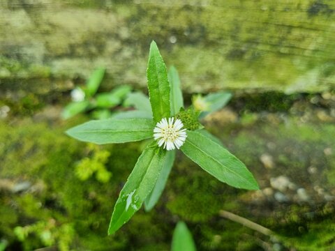 False daisy (Eclipta prostrata), grows wild on the side of the road.