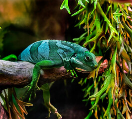 Fiji banded iguana on the branch Latin name - Brachylophus fasciatus