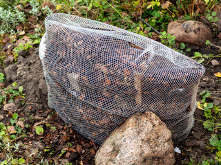 Wintering plants with mulch. The rose bush covered with mulch and wrapped with a plastic net....