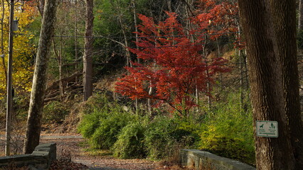 The colorful forest view in the natural park in autumn
