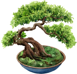 Shimpaku Juniper Bonsai Japanese, watercolor painting hand-drawn illustration
