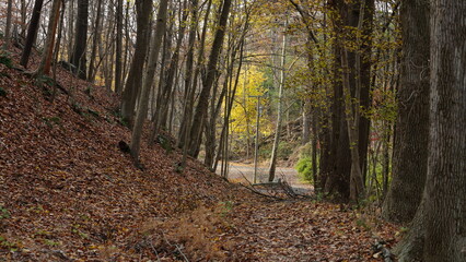 The colorful forest view in the natural park in autumn
