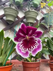 Purple and white orchid at an orchid show in Quito, Ecuador