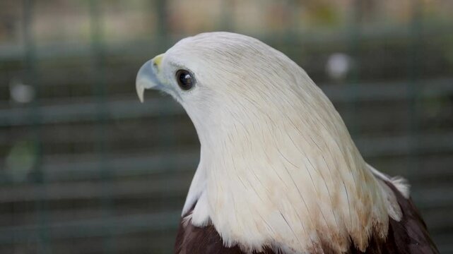 Closeup portrait of a beautiful brown falcon with white head