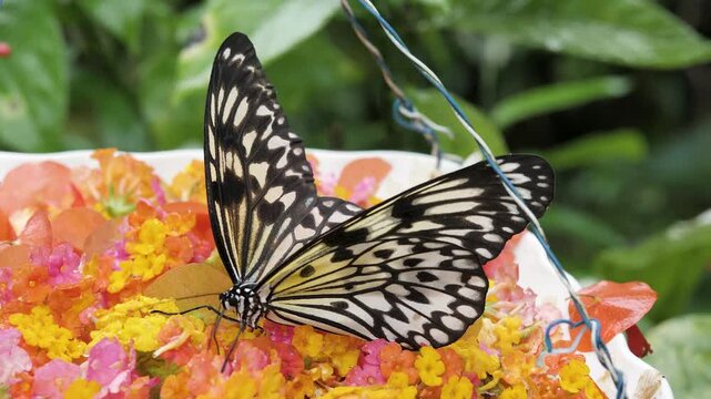 Colorful butterfly collecting nectar from tropical flowers in a rainforest in the Philippines