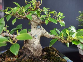 Bonsai vai muito além da decoração, é uma terapia.