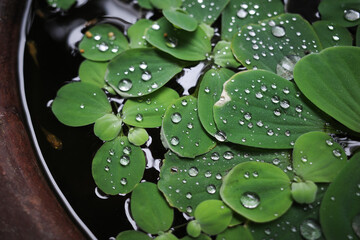 Water lettuce on jar, a floating aquatic plant. form rosettes and often covered with water...