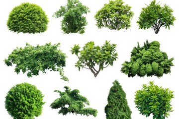 A collection of different tree species arranged on a clean white surface