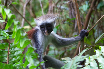 Kirk's red colobus Monkey, Piliocolobus kirkii, is a species of red colobus monkey endemic to...