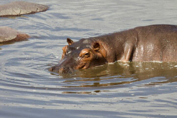 Fototapeta premium A Hippo resting in a lake at Selous Game Reserve, Tanzania.