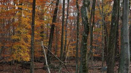 The colorful forest view in the natural park in autumn
