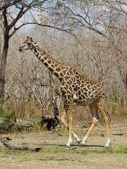 A Giraffe at Selous Game Reserve, Tanzania.