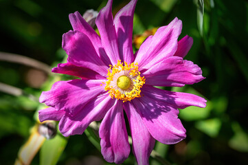 Obraz premium near view of a lilac blossom with yellow stamens and achene of an anemone at sunshine in Tulln, Austria