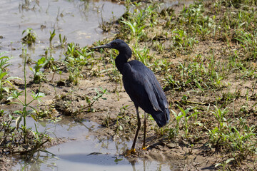 Black Heron at Selous game reserve, Tanzania