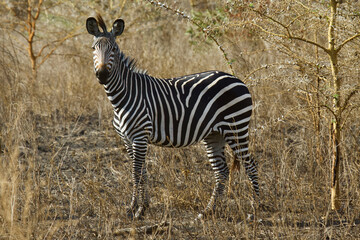 A Zebra at Selous Game Reserve, Tanzania.