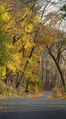 The colorful forest view in the natural park in autumn
