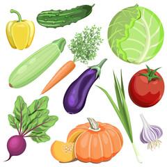 Vegetables set .Cabbage,tomato,cucumber,onion,garlic,pumpkin,squash,eggplant,carrot,beetroot,isolated on a white background.