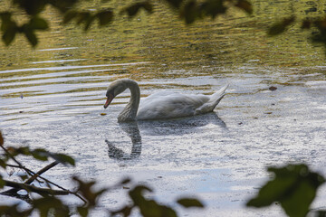 A swan on a small pond in the forest