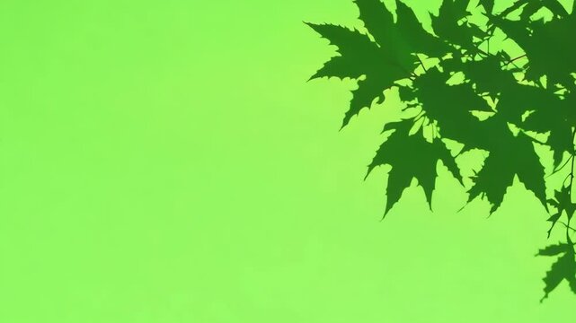 Black shadows tree leaves branch against green backdrop. Chroma key background. Wind blows gently and sways the silhouette of leaf bush on side of screen. Tranquility of nature. Eco-friendly project.