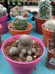 cactus mini in pink pot green plants flowers