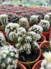 group of small cactus desert planter with white spikes
