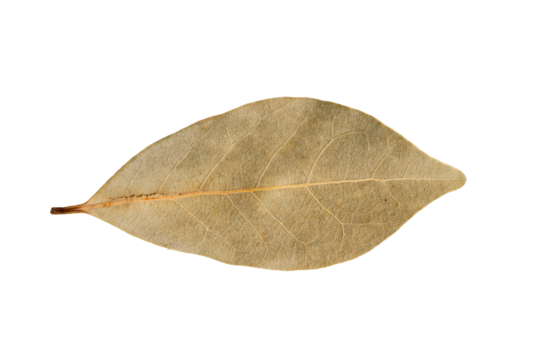 Dry bay leaves on a white background