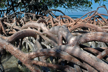 mangrove roots  in cuba, caribbean sea