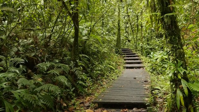 Walk on the concrete path in the green tropical rain forest of Guadeloupe slow motion