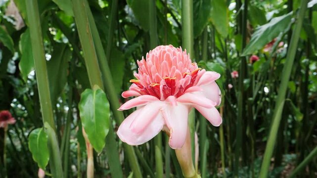 Pink blooming exotic flower in the green rain forest of Guadeloupe