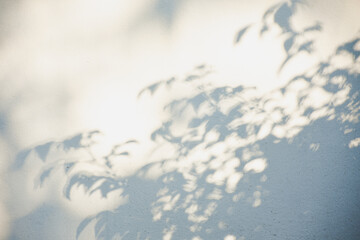 The shadow of the sun shining through the wood