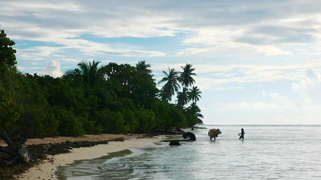 Man cleaning a cow in the sea by an exotic beach with palm trees in Guadeloupe slow motion