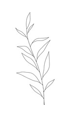 A hand-drawn sprig of eucalyptus with leaves isolated on a white background. Graphic contour linear botanical illustration, vector. A decorative beautiful element for design, decoration, decoration.