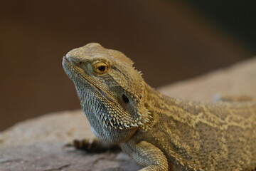 Dragon barbu