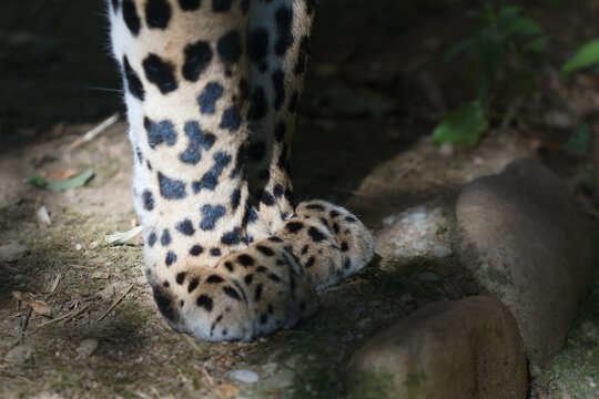 Pattes de panthere