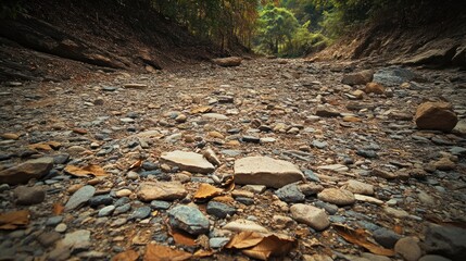 Fototapeta premium Dry Riverbed in a Forest