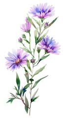 Obraz premium neat watercolor illustration of Aster on white background.