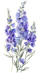 Obraz premium neat watercolor illustration of Larkspur on white background.