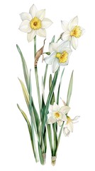 neat watercolor illustration of Narcissus on white background.