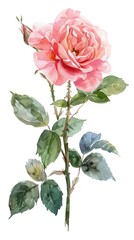 Obraz premium neat watercolor illustration of Rose on white background.