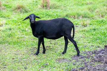 Black sheep of the family grazing grass