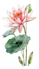 Obraz premium neat watercolor illustration of Water Lily on white background