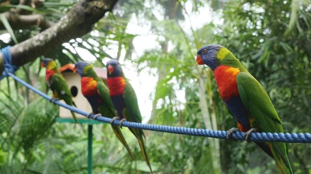 Four colorful exotic birds sit on a rope in a tropical forest in Guadeloupe