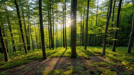 Obraz premium Sunlit Forest Canopy, a serene landscape where sunlight filters through lush green leaves, casting gentle patterns on the forest floor, inviting tranquility and reflection.