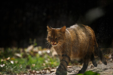 Small wild cat, Pampas cat (Leopardus colocola)  © Waldemar Seehagen