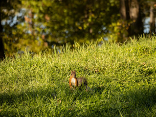 Eastern Fox Squirrel (Sciurus Niger). Young Eastern Fox Squirrel explores the park in search of nuts and seeds.