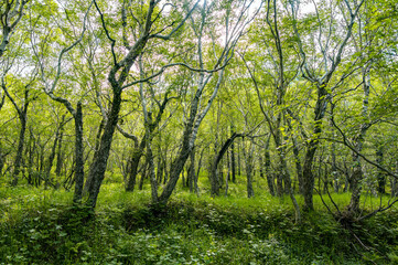 The tranquil forest scenery in summer